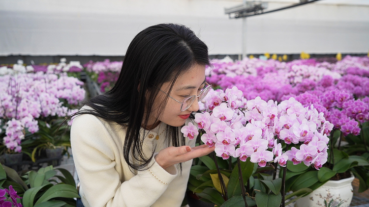 河北涿州：十万株蝴蝶兰灵动醉人  为节日添喜庆_fororder_1月8日下午，在华乐种苗有限公司涿州生产基地蝴蝶兰生产大棚里，顾客在选花赏花。李硕 摄