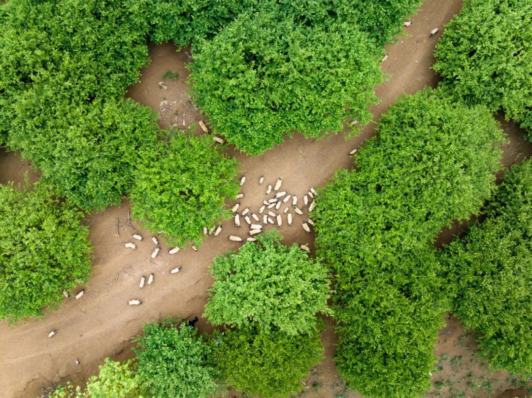 廣西大新：培育富民産業“新業態” 跑出建設和美鄉村“加速度”_fororder_圖為大新縣欖圩鄉林下養豬産業。（大新縣融媒體中心供圖）