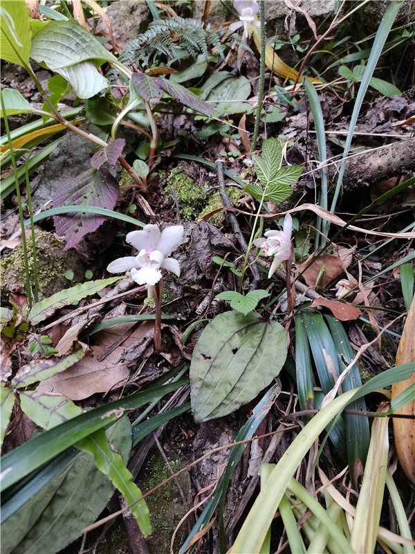 信阳市商城县：维护生物多样性 筑牢野生动植物保护屏障_fororder_独花兰