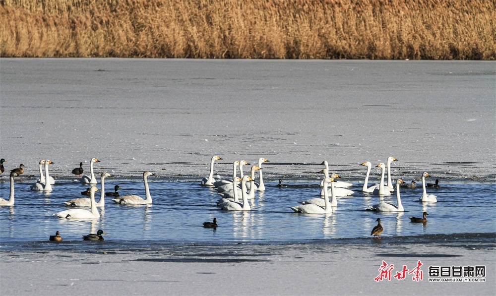 張掖濕地公園迎來白天鵝觀賞季_fororder_1