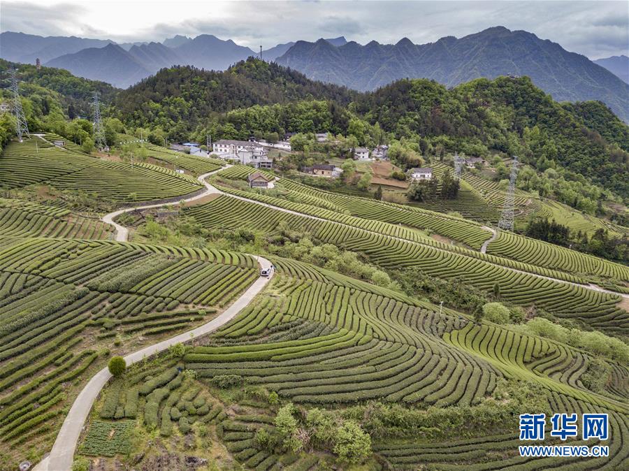 湖北五峰：茶鄉生態美