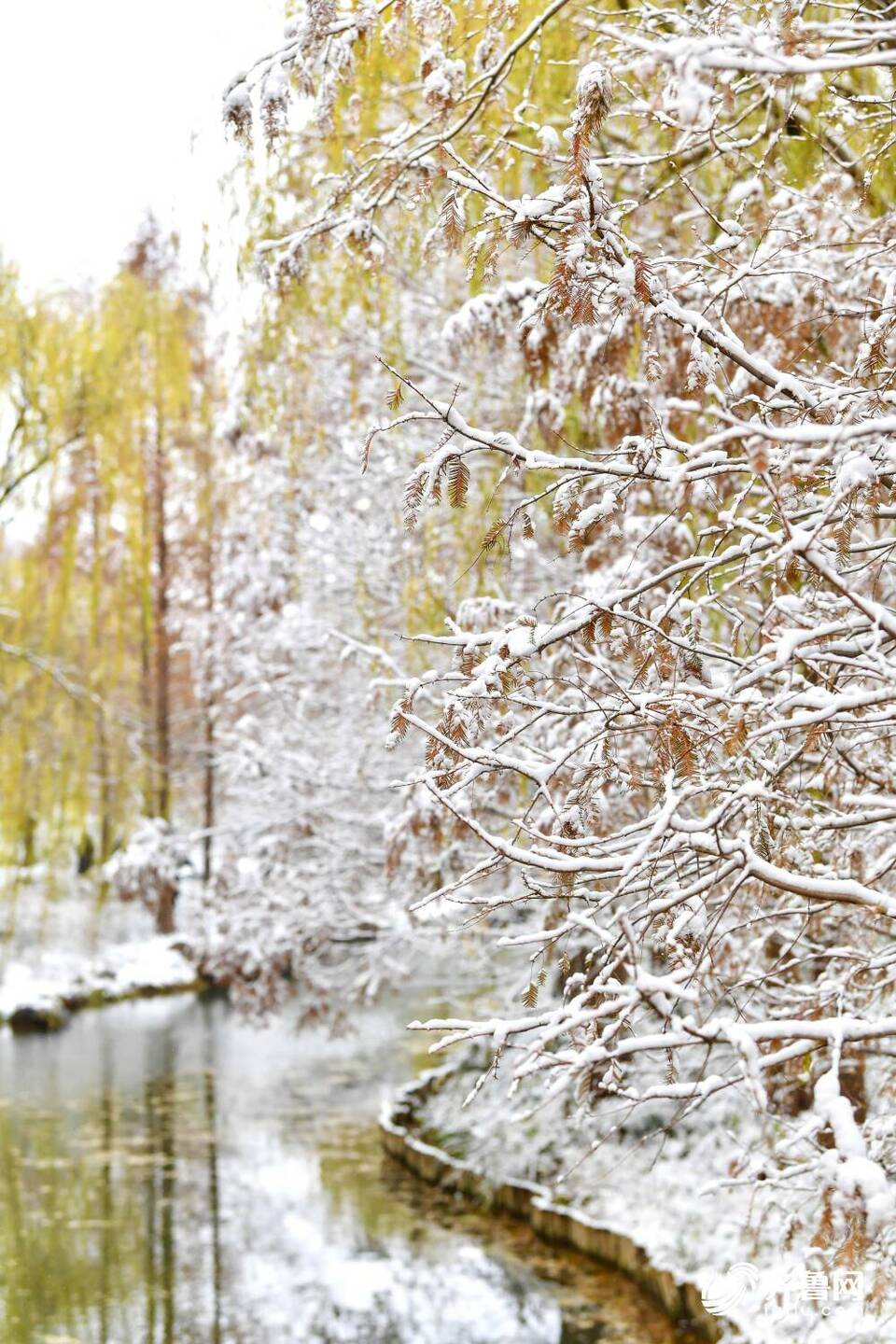 雪后的济南大明湖不只“银装”，原来还有那么多色彩！