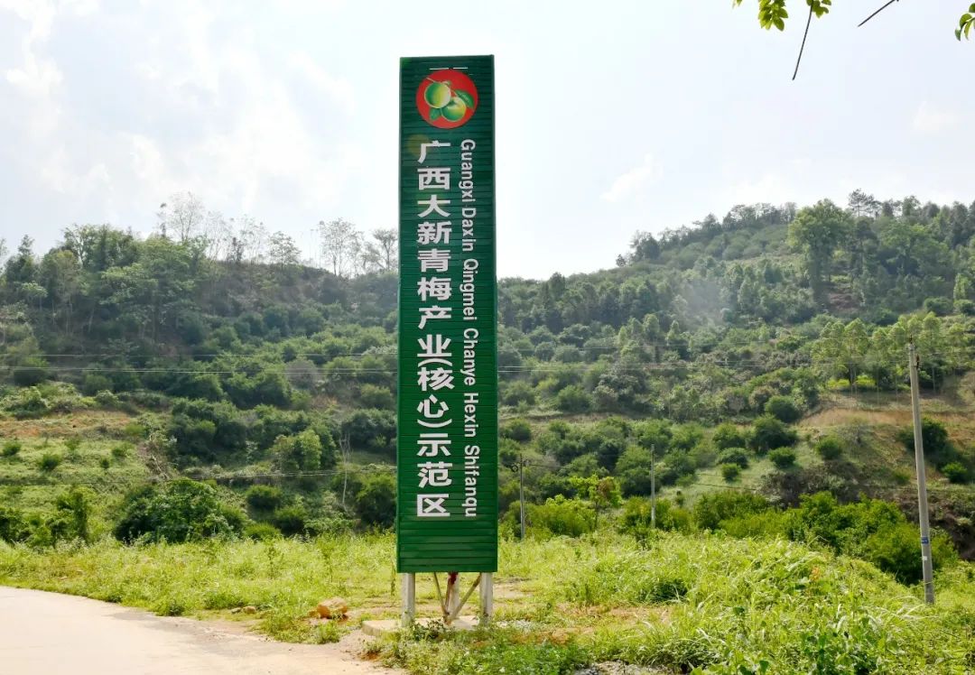 廣西大新：培育富民産業“新業態” 跑出建設和美鄉村“加速度”_fororder_圖為廣西大新縣青梅産業（核心）示範區。（大新縣融媒體中心供圖）