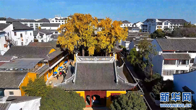 江苏苏州：三百多岁古银杏迎来最佳观赏期