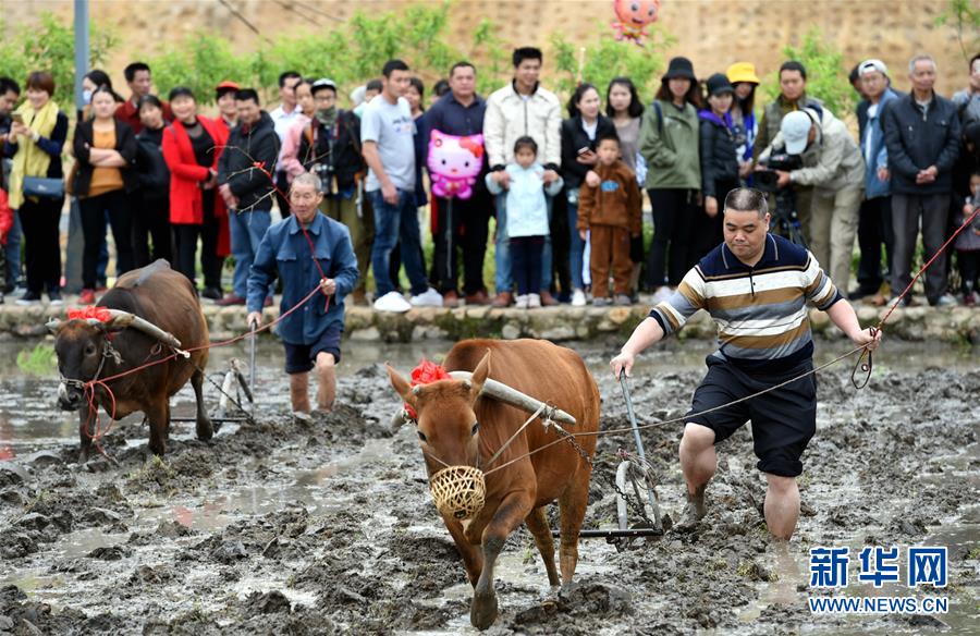 福建连城：客家春耕节传承农耕文化