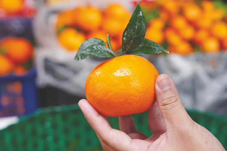 桂字号”柑橘品种不少 你能分得清谁是谁吗？