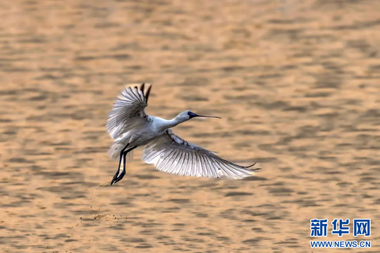 越冬候鸟打卡海南儋州