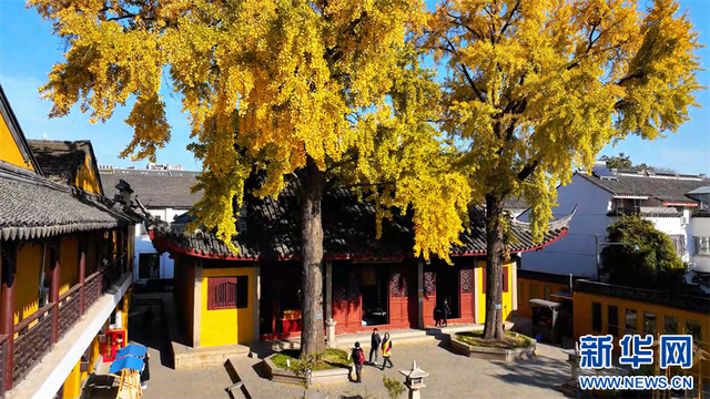 江苏苏州：三百多岁古银杏迎来最佳观赏期
