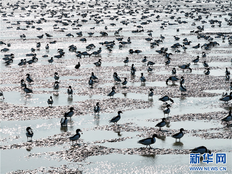 江蘇連雲港：萬隻翹鼻麻鴨現身贛榆沿海濕地