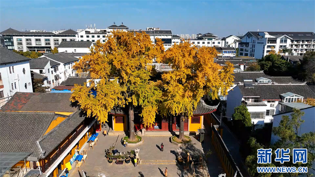 江苏苏州：三百多岁古银杏迎来最佳观赏期