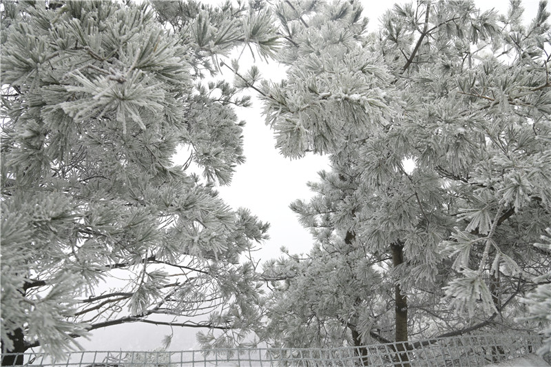 南阳老界岭：雪景盛宴 美不胜收_fororder_雾凇 摄影 薛凯