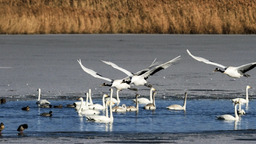 張掖濕地公園迎來白天鵝觀賞季