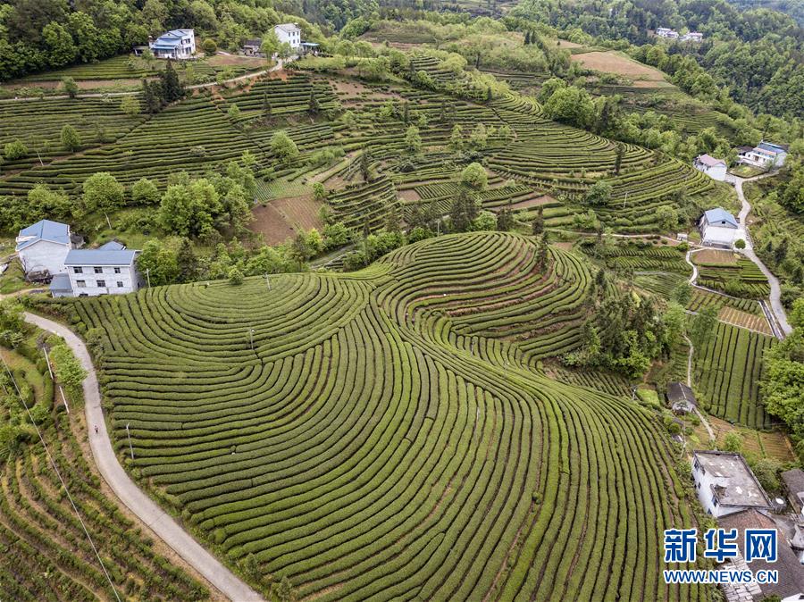 【大美荊楚·靈秀湖北】【宜昌】【焦點圖】【移動版 輪播圖】湖北五峰：茶鄉生態美