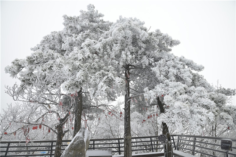 南阳老界岭：雪景盛宴 美不胜收_fororder_“雪树” 摄影 薛凯