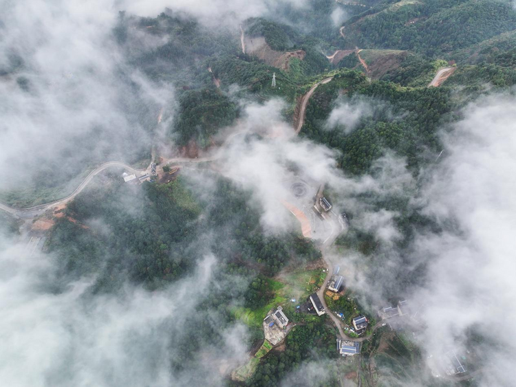 广西梧州：高山云雾孕育六堡茶香_fororder_图片3