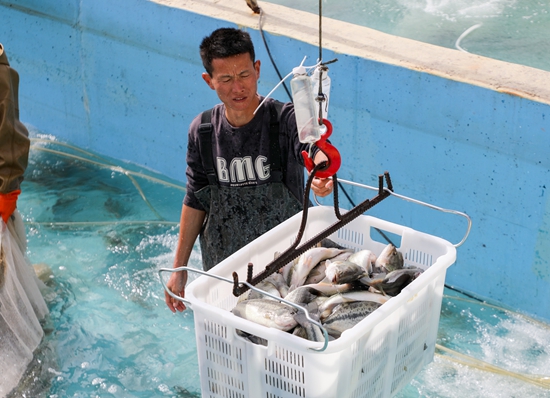 貴州天柱：智慧系統養魚 助力産業發展_fororder_裝籃.JPG