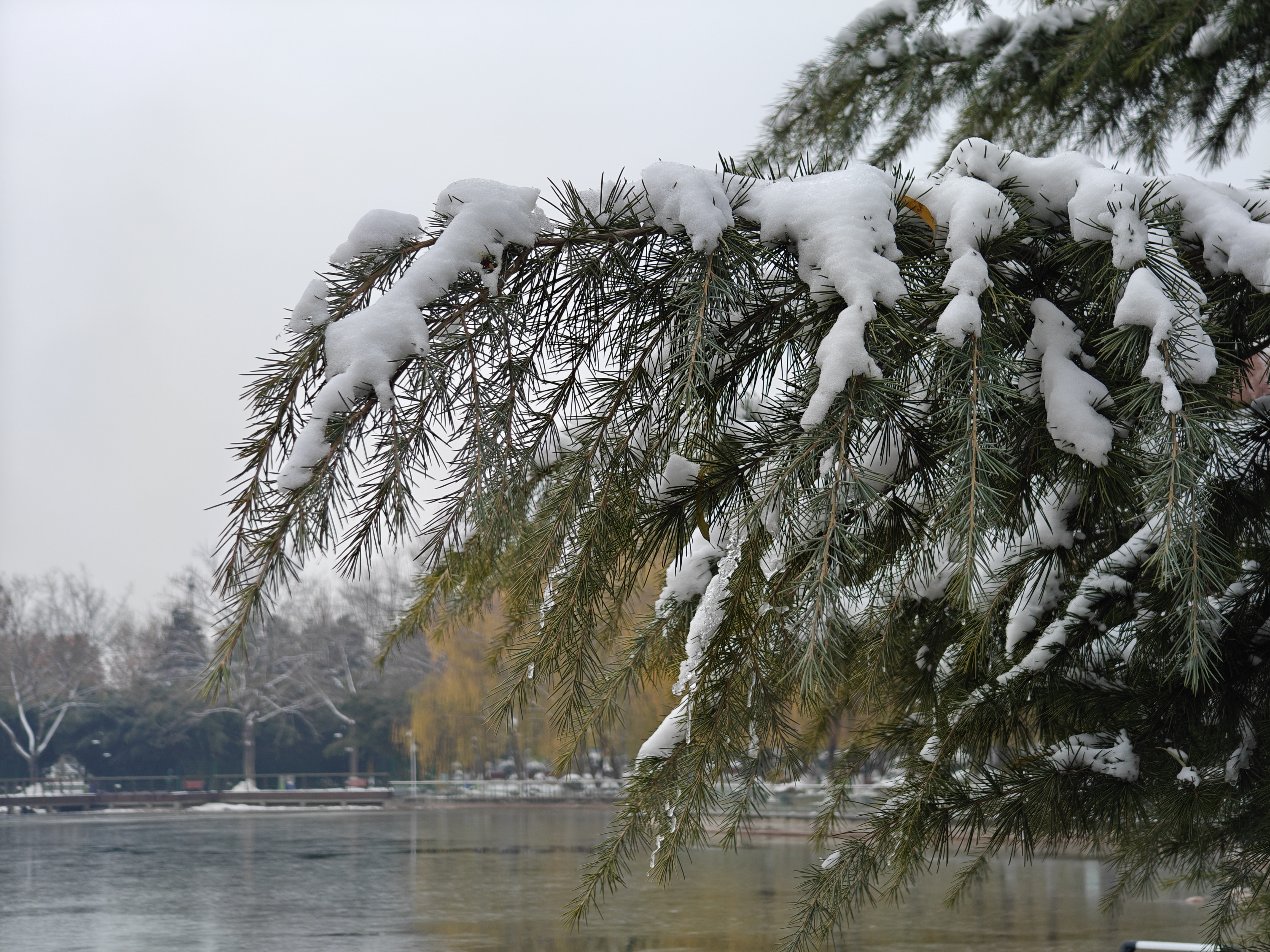 图片默认标题_fororder_东环公园雪景5