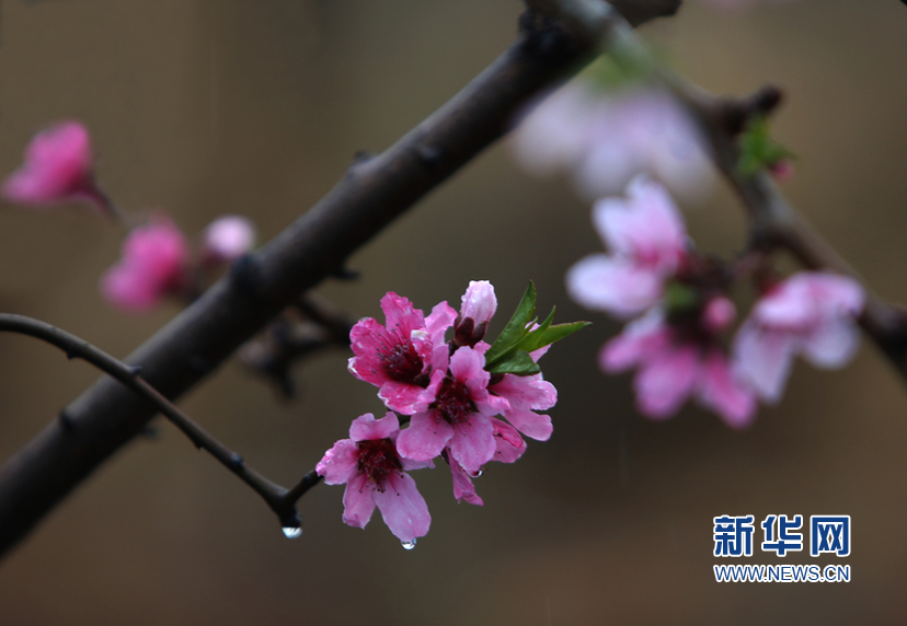 天津：春雨润桃花