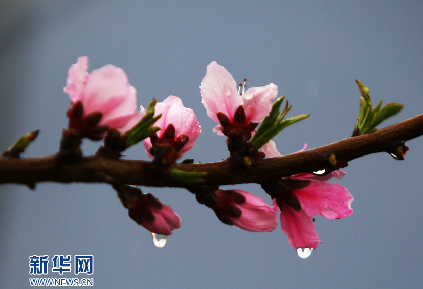 天津：春雨润桃花