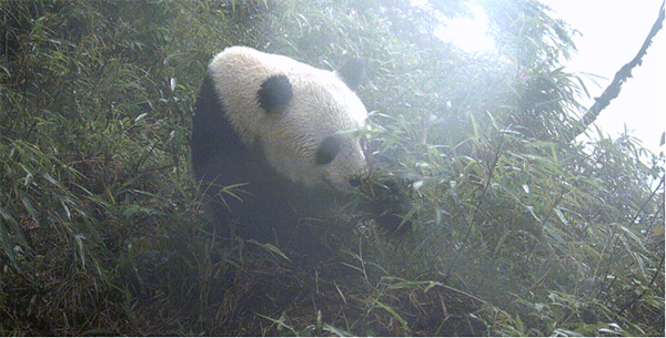 大熊猫国家公园成都大邑片区：“吃播”滚滚上线 下雨也不影响“干饭”_fororder_未标题-2