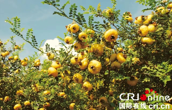 贵州聚焦“四化”打造百亿级特色优势刺梨产业集群_fororder_刺梨1