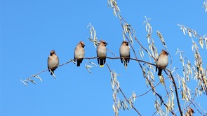 好生態 鳥青睞！張掖國家濕地公園飛來“萌萌噠”太平鳥