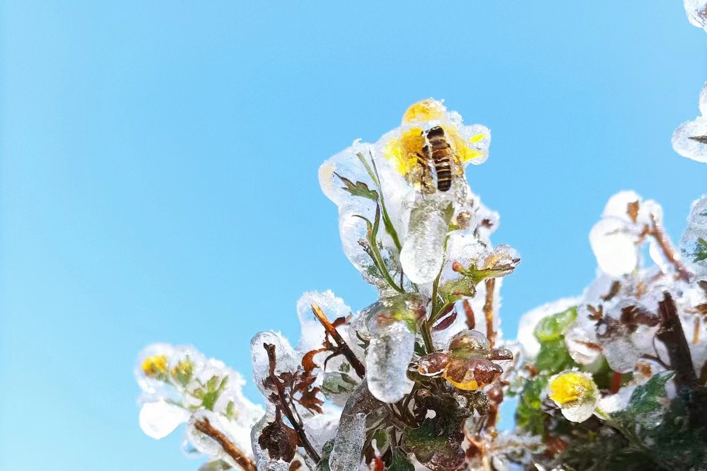 飞雪落成诗 一秒入仙境！雪后河南 美出“天际”