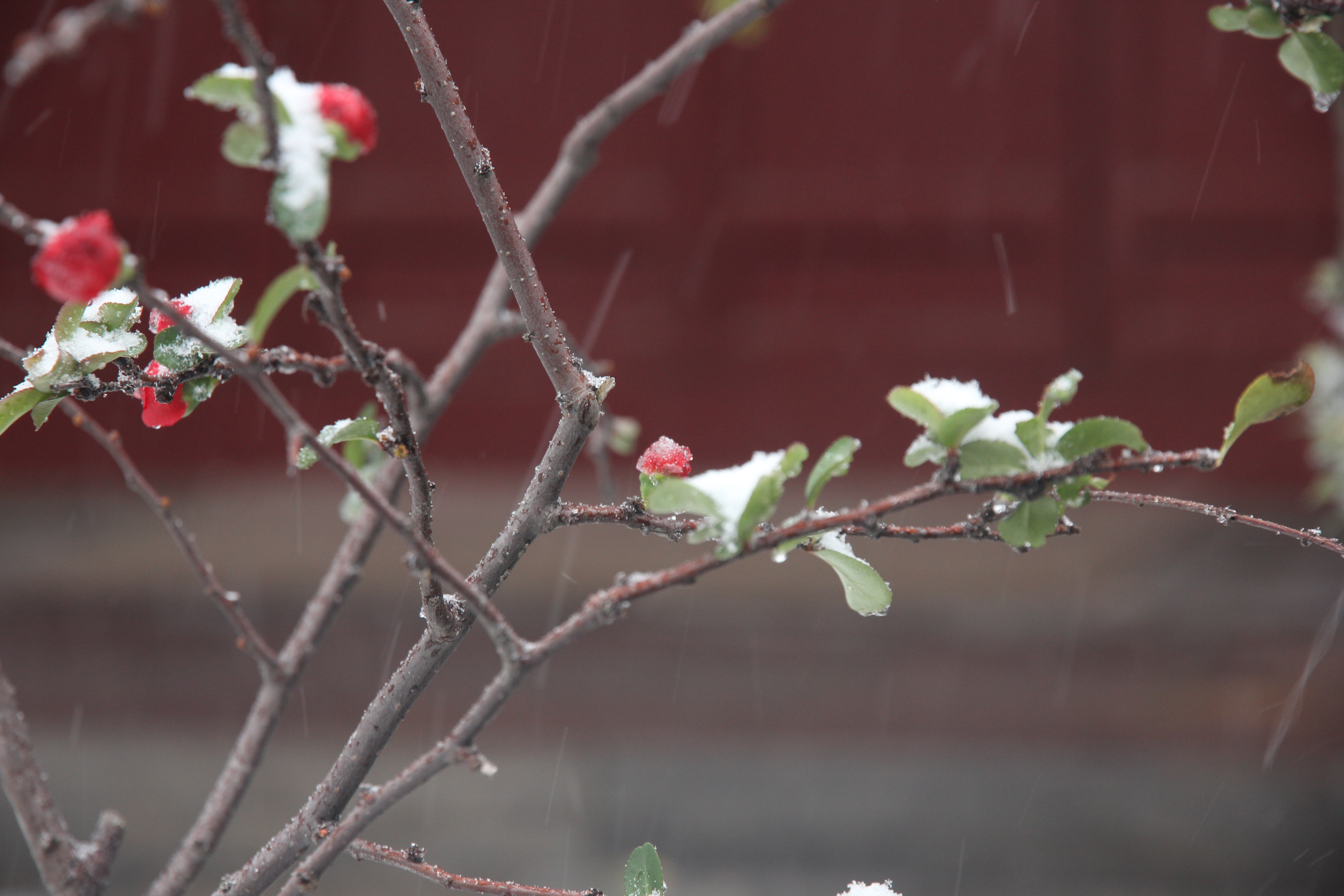 飞雪落成诗 一秒入仙境！雪后河南 美出“天际”