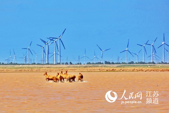 （頭條 地方聯盟）江蘇大豐：新能源産業在綠色跨越中突進發展