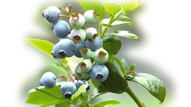 夏威夷果、蓝莓、挂霜蜜柚……广西特产被网友“挖”出来