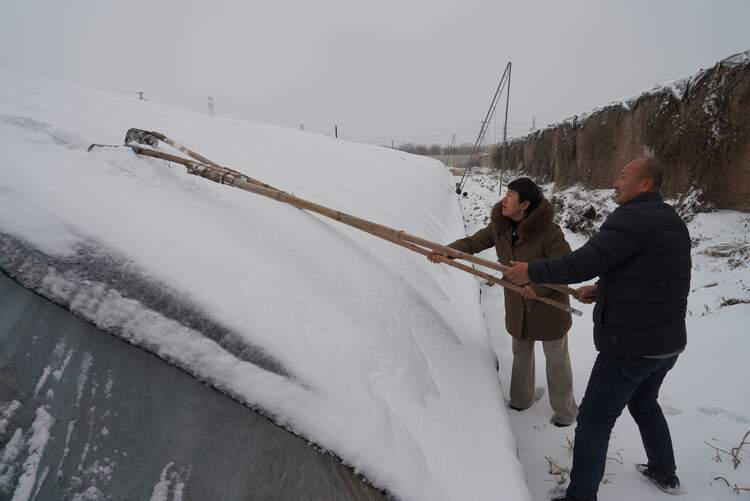 图片默认标题_fororder_农技人员和种植户清理棚室积雪。摄影 王磊