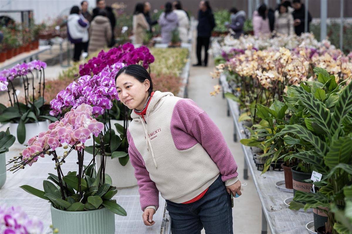 湖北省農科院向公眾開放花卉科研基地