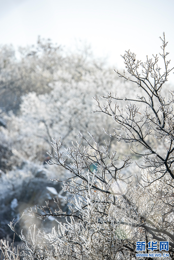 雪后金陵美如画