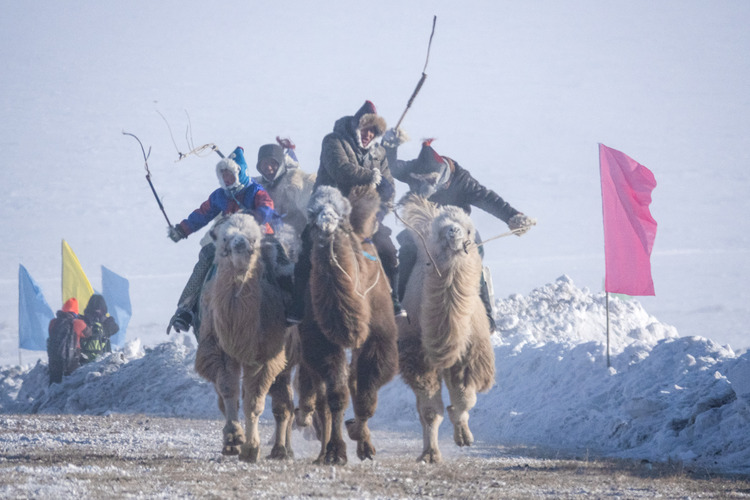 内蒙古呼伦贝尔：万人欢聚草原冰雪那达慕_fororder_12月17日，牧民在冰雪那达慕现场进行骆驼竞速赛。　吕昊俊 摄 (8)