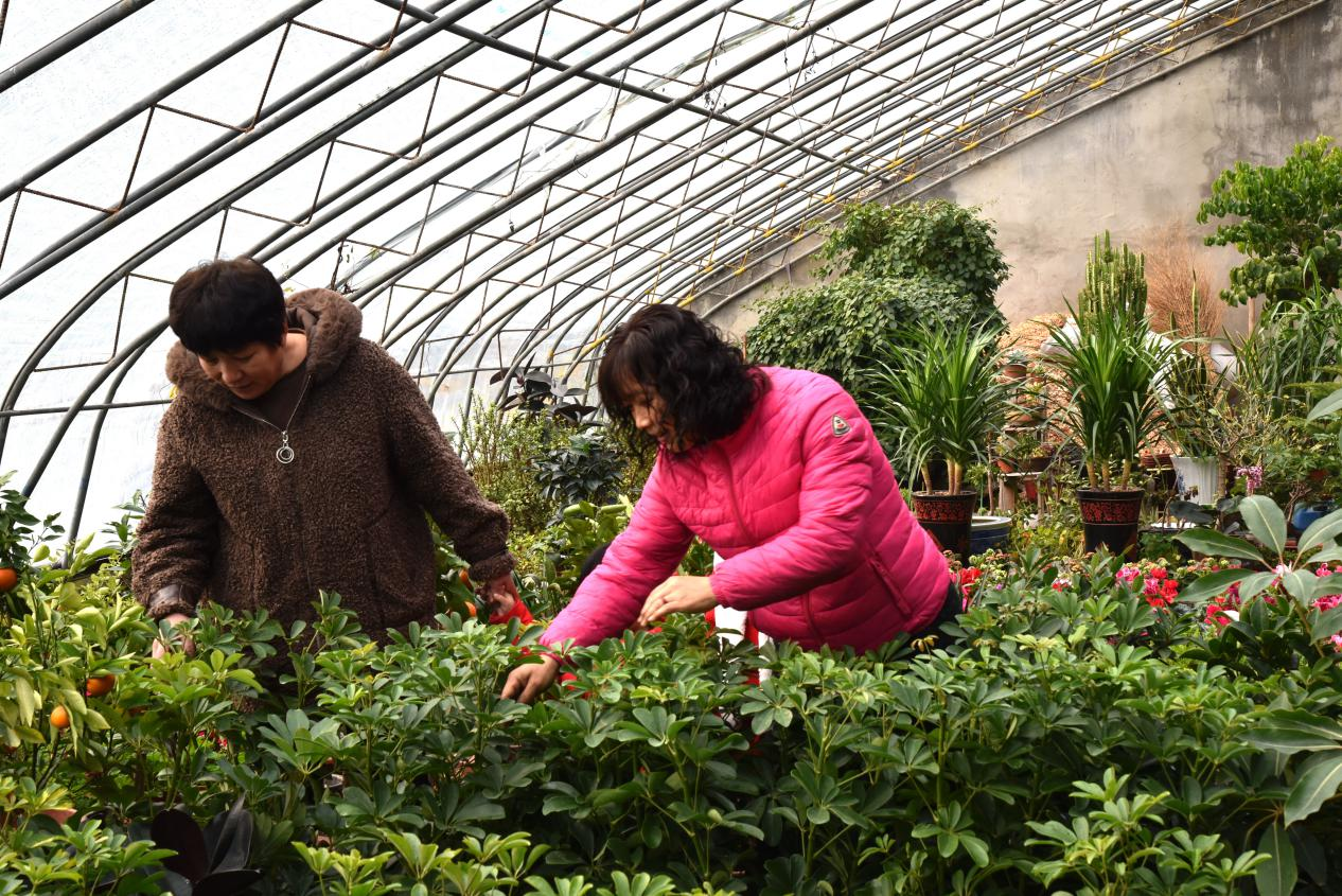 河北海興:鮮花經濟“助農增收”_fororder_圖片5