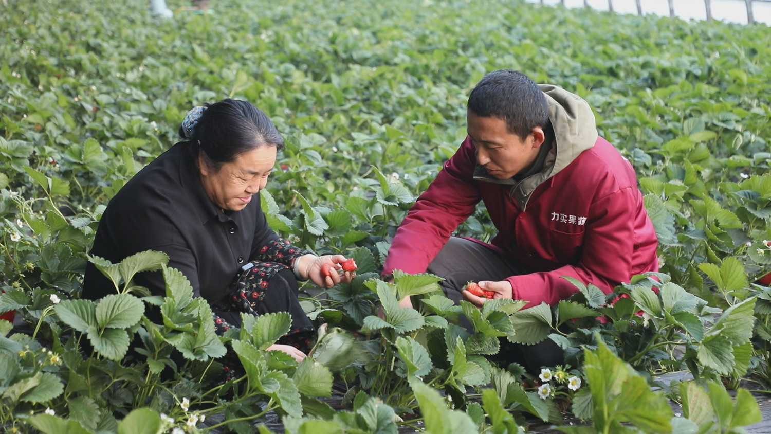 图片默认标题_fororder_大棚内莓农与农技专家交流 摄影 谭伟