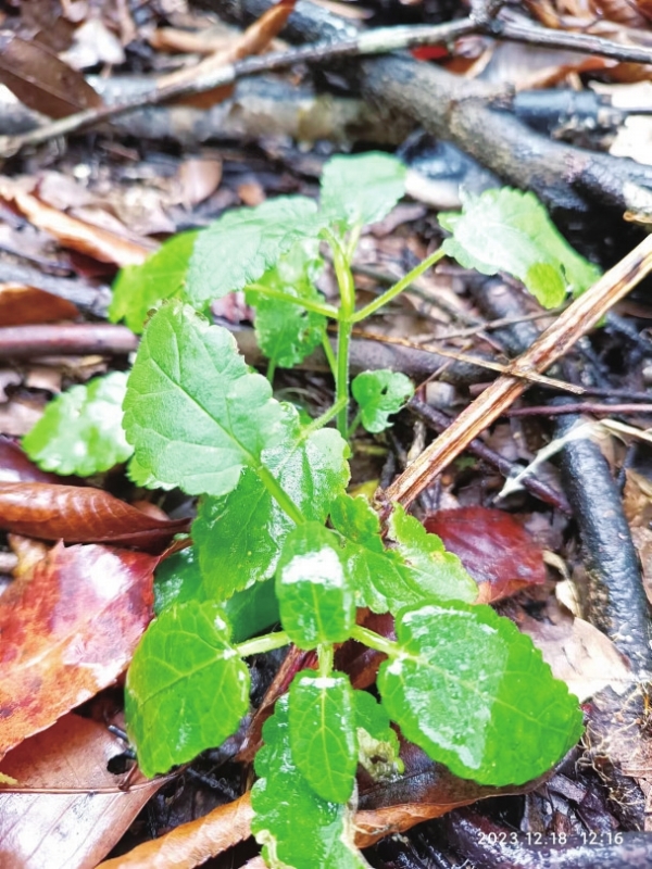 湖南發現新物種鷹嘴界水蘇_fororder_1