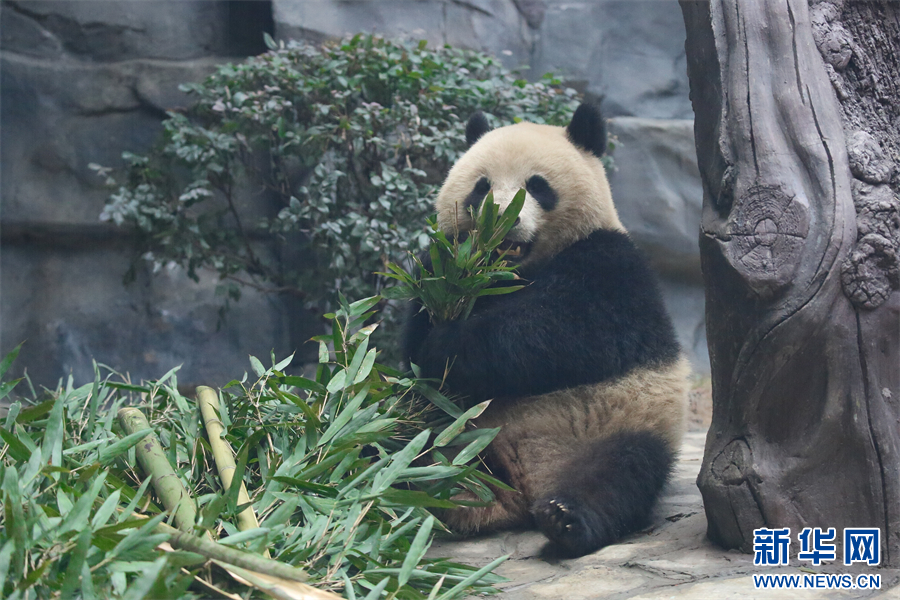 重庆永川乐和乐都四只大熊猫正式与游客见面