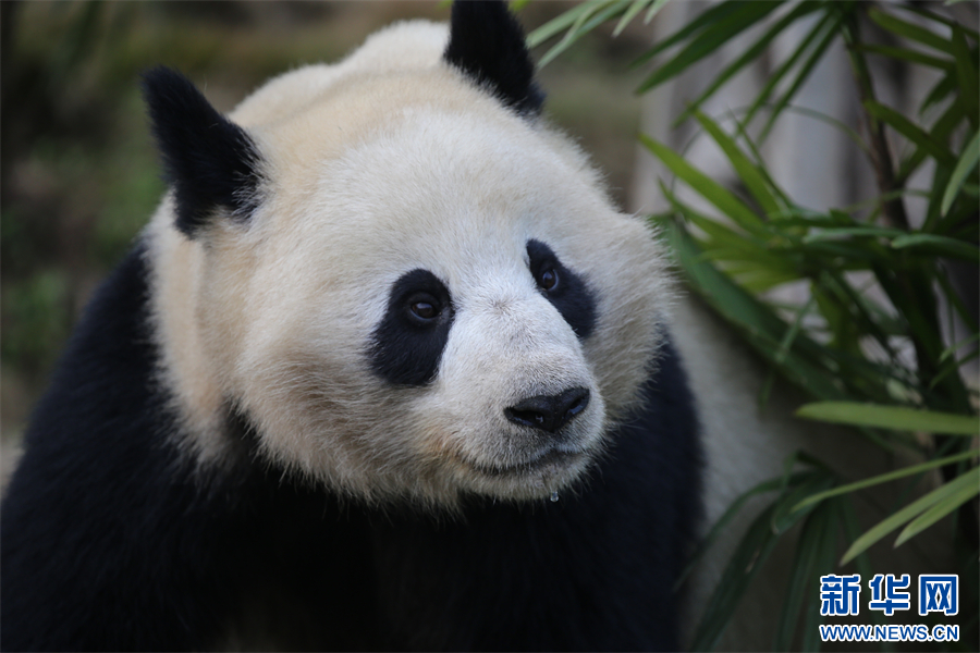 重庆永川乐和乐都四只大熊猫正式与游客见面