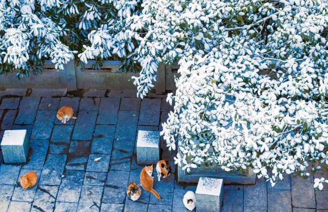 宣城宣州：宛陵雪至 敬亭先知_fororder_11