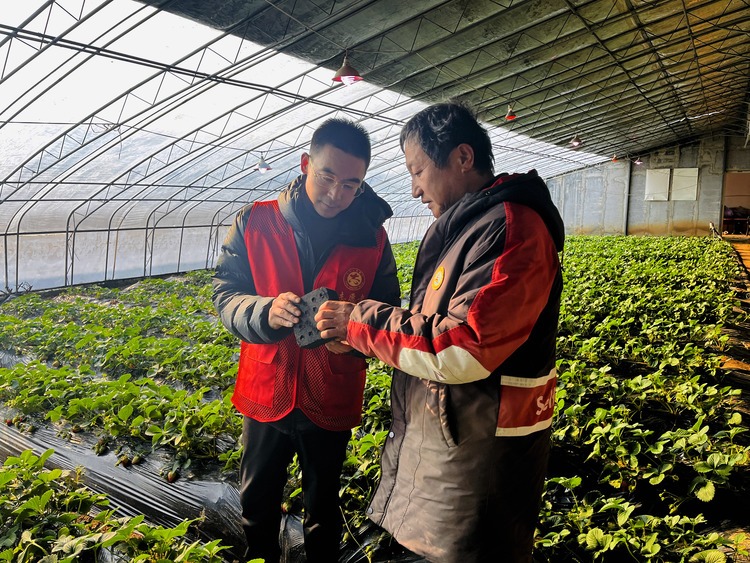 圖片默認標題_fororder_圖為農技人員指導草莓種植戶放置加溫碳。（李金璐 攝）.JPG