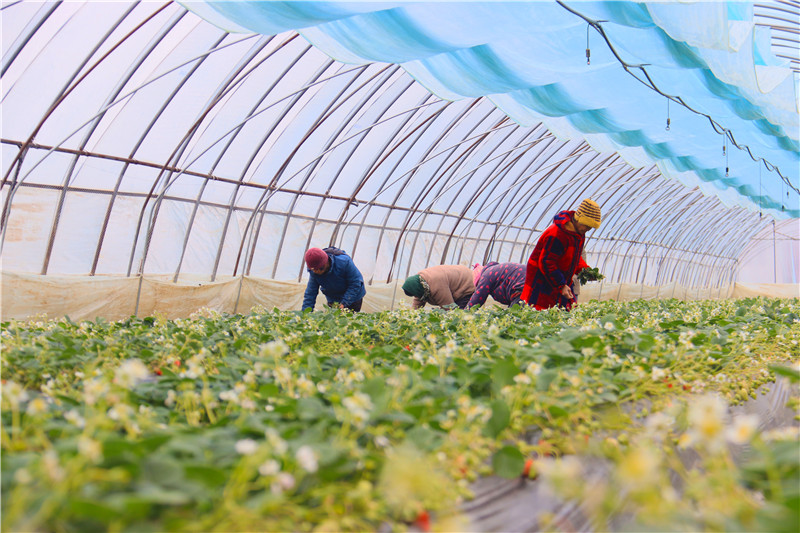 河南南阳：大寒到 农事忙_fororder_农民对草莓进行管护.JPG