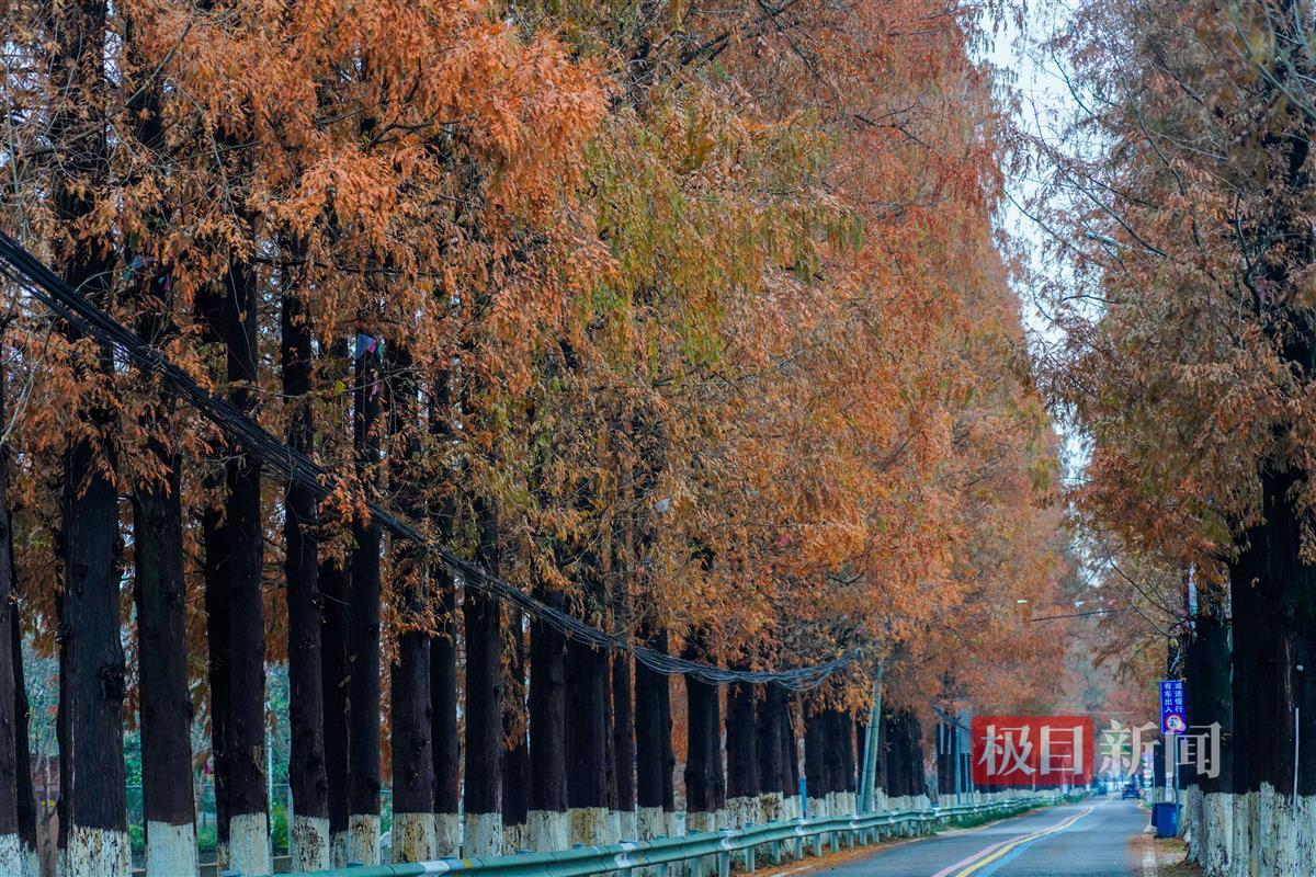 武漢東西湖水杉“紅”透了，來慈惠街遇見“杉”水秘