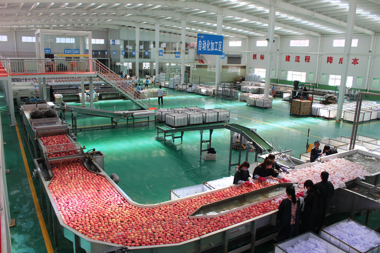 陕西：特色现代农业成效显著 乡村产业深度融合发展_fororder_图片3