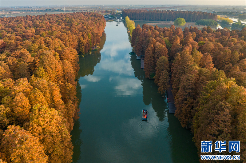 江蘇興化：水上森林冬景醉人_fororder_20231221d4c99d3d4f1441a98339fb109b342738_2023122181e10a0ab0b041d0ba87a7aae24a91a2