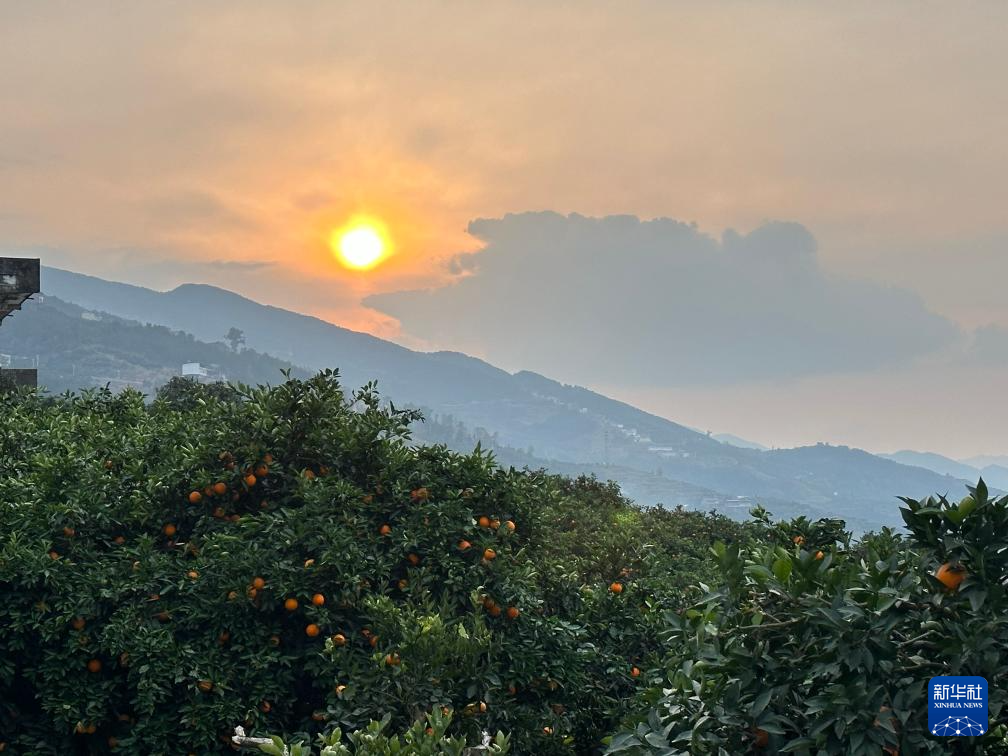 重庆：三峡橙香飘四方
