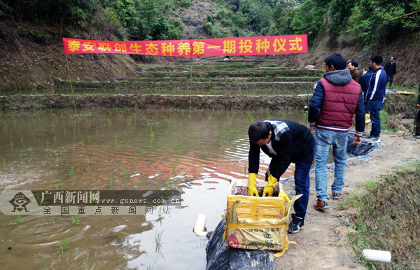 [焦點圖、八桂大地梧州、移動端]梧州市思扶村探索稻田綜合種養 壯大村級集體經濟