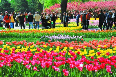 北京植物园郁金香进入最佳观赏期