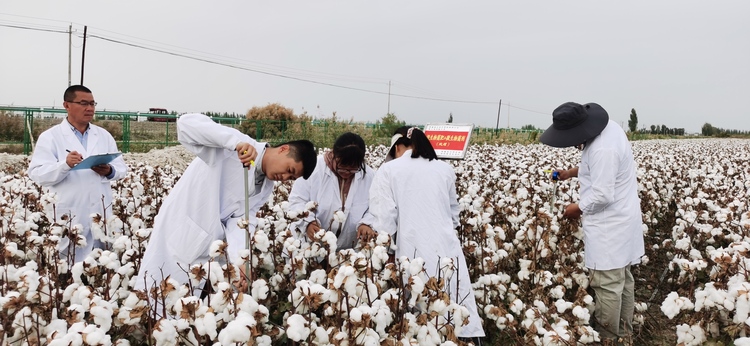 追着雪花看新疆丨农田变良田 这里有把提质不减产的“钥匙”