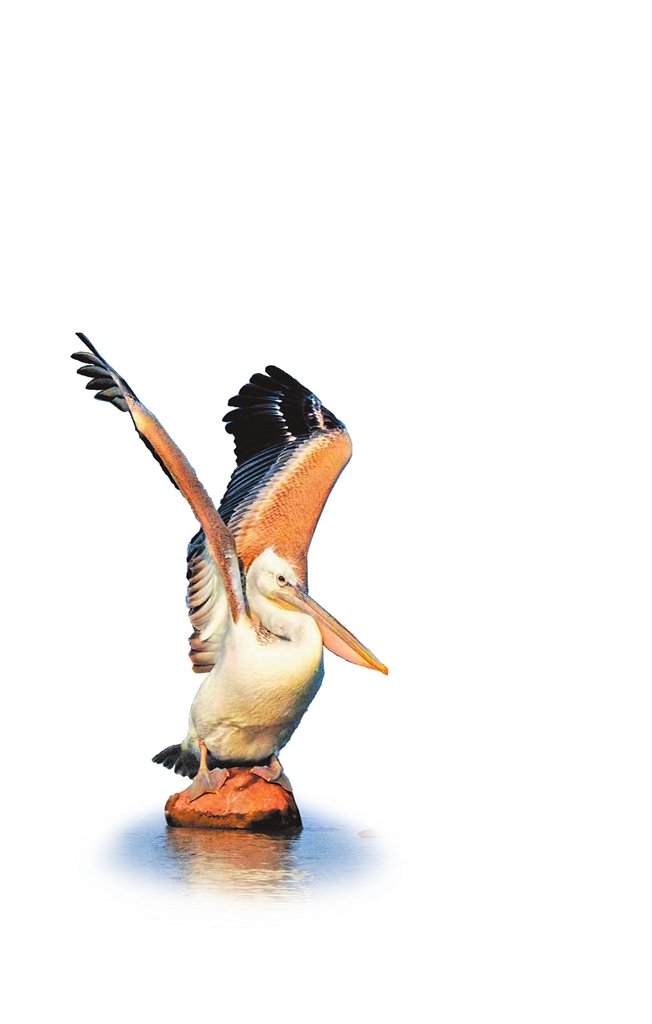 珍稀鳥類卷羽鵜鶘再次現身